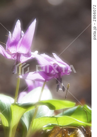 カタクリ 2866072