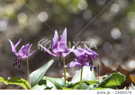 カタクリ 2866076