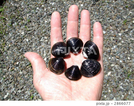 写真・手のひらのアサリ、六個 写真・手のひらのアサリ、六個 2866077