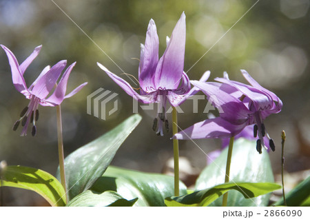 カタクリ 2866090