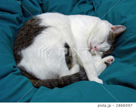 猫 猫 2866097