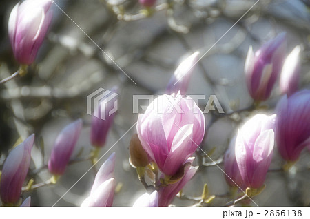 モクレン モクレン 2866138