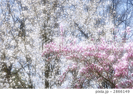 モクレン モクレン 2866149