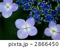 紫陽花 2866450