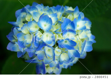 紫陽花 2866451
