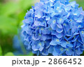 紫陽花 2866452