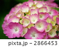 紫陽花 2866453