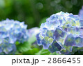 紫陽花 2866455