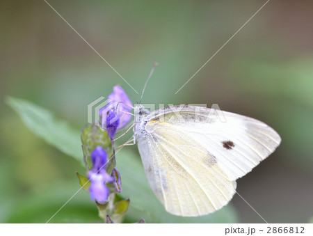 花の蜜を吸うモンシロチョウ 2866812