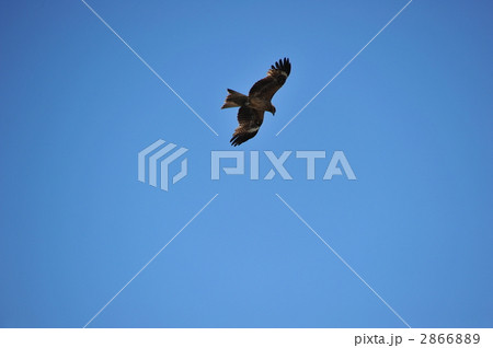 トンビが輪をかいて 2866889