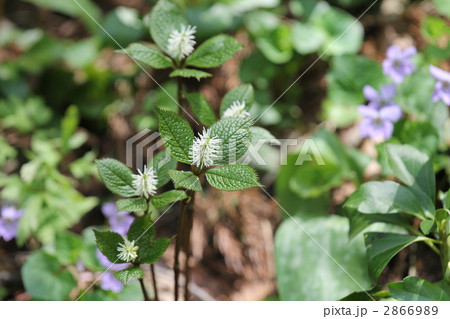 ヒトリシズカ ヒトリシズカ 2866989