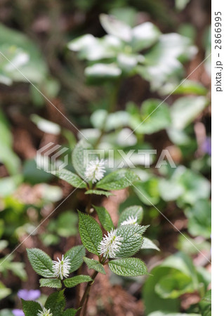 ヒトリシズカ ヒトリシズカ 2866995