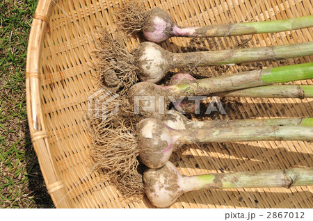 にんにく 2867012