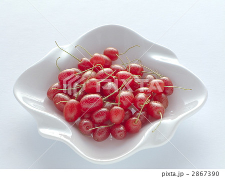 タワラグミ (白バック) 2867390