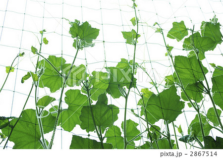 緑のカーテン 2867514