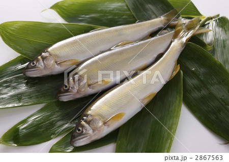 鮎 鮎 2867563