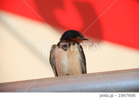 ツバメ ツバメ 2867606