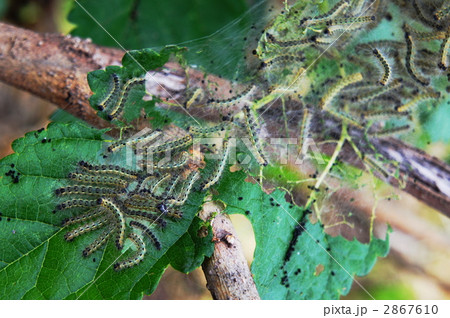 アメリカシロヒトリの幼虫の群れ 2867610