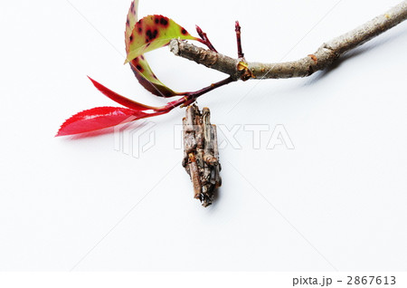 ミノムシ ミノムシ 2867613