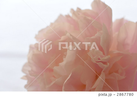 芍薬の花 芍薬の花 2867780