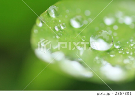 カタバミの葉の水滴 2867801