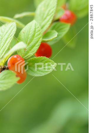 ゆすらご（ゆすら梅） 2867845