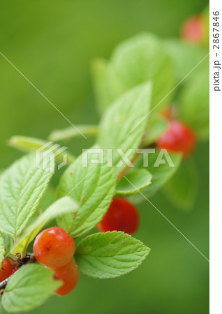 ゆすらご（ゆすら梅） 2867846