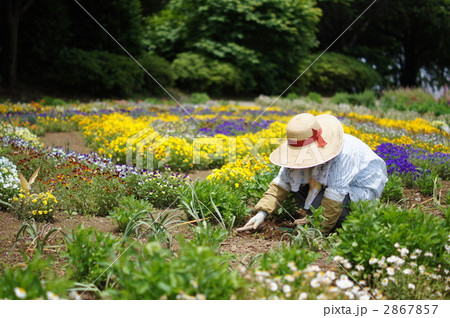 公園の花の手入れをする女性 公園の花の手入れをする女性 2867857