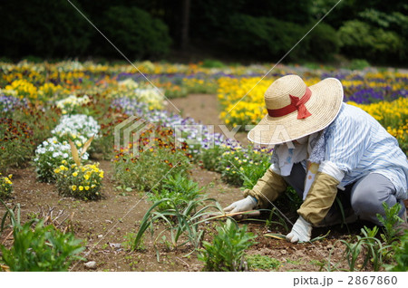 公園の花の手入れをする女性 公園の花の手入れをする女性 2867860