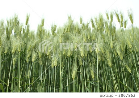 麦 麦 2867862