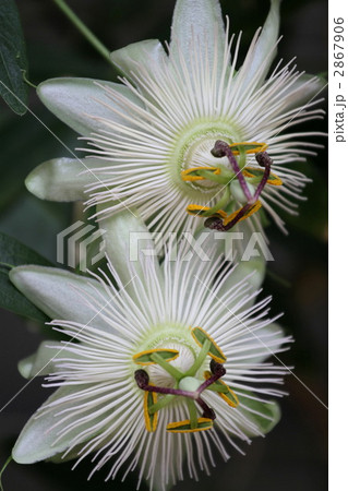 トケイソウ トケイソウ 2867906