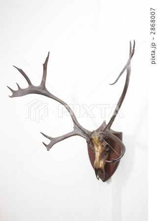 剥製 剥製 2868007