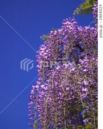 青空を背景にフジの花を下から見る 2868024
