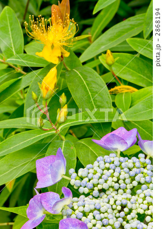 紫陽花とビヨウヤナギ 2868194