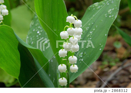 スズラン 2868312