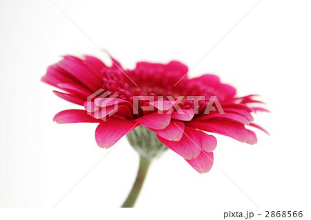 ガーベラ/ショッキングピンク ガーベラ/ショッキングピンク 2868566