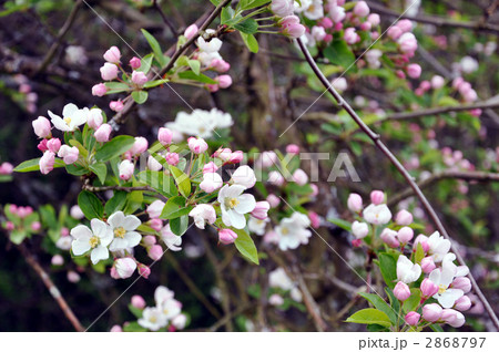 リンゴの花 2868797