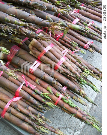 破竹は初夏が旬で煮物に最適です 破竹は初夏が旬で煮物に最適です 2868809