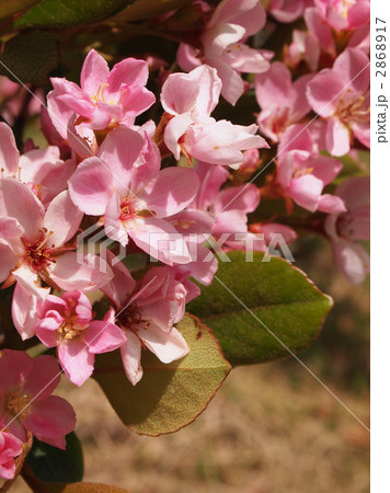 ベニバナシャリンバイ ベニバナシャリンバイ 2868917