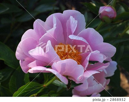 シャクヤク シャクヤク 2868932