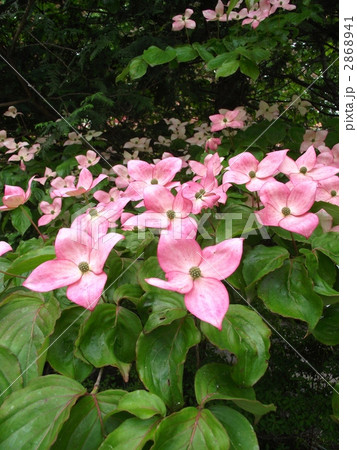 ピンク色のヤマホウシの花 2868941