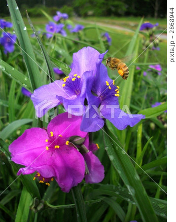 田圃のツユクサにハチが花粉を集めにきます 2868944