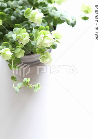 オレガノ・ケントビューティー オレガノ・ケントビューティー 2868968