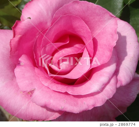 バラ模様 2869774