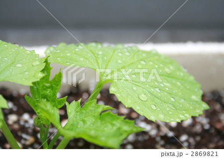 ゴーヤの苗 2869821