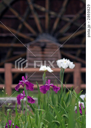 花菖蒲 2869829