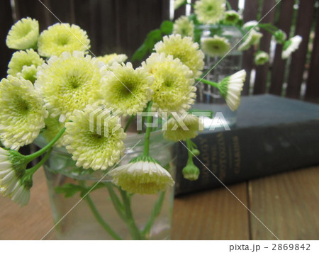 マトリカリア 2869842