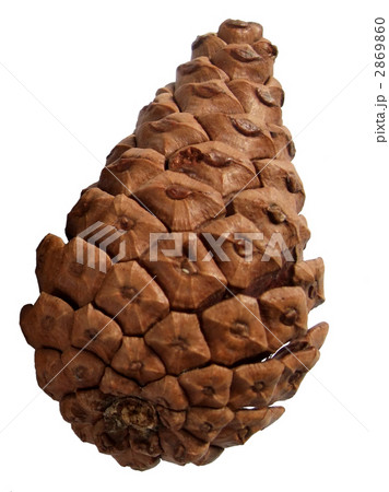 松ぼっくりの切り抜き 松ぼっくりの切り抜き 2869860