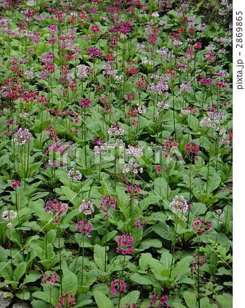 九十九谷森林公園のクリンソウ 九十九谷森林公園のクリンソウ 2869865