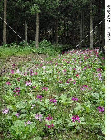 九十九谷森林公園のクリンソウ 九十九谷森林公園のクリンソウ 2869866